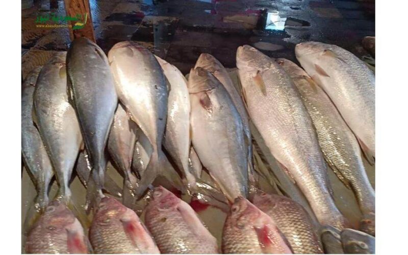  أسعار السمك اليوم